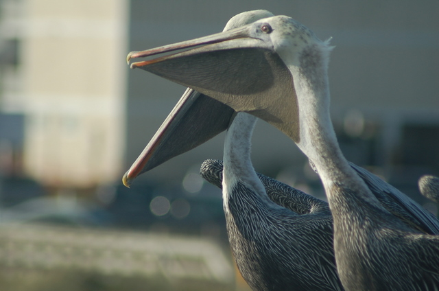 smiling pelicans